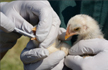 Delhi bird flu scare: ’Virus less infective, no threat to humans’